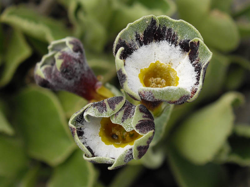 Primula x pubescens 'Karen Cordrey' en fleurs dans un jardin alpin